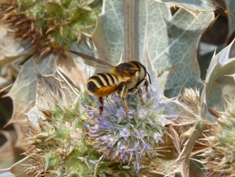 Megachile sp.